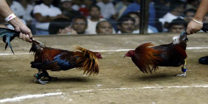 Giới thiệu cách chơi đá gà Thomo 99OK