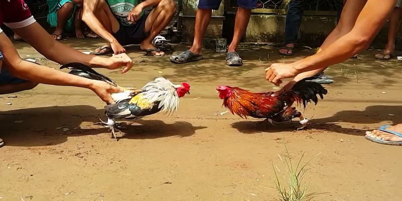 Khám phá cách chơi đá gà cựa sắt Thomo hấp dẫn