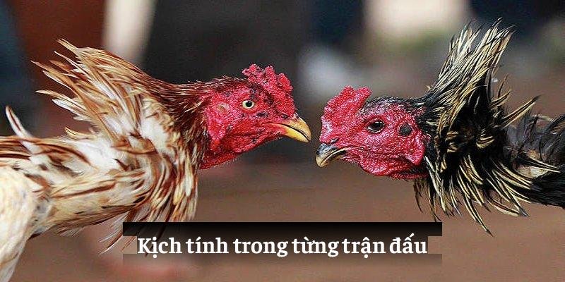 Ưu điểm vượt trội khi trải nghiệm đá gà Campuchia 99OK