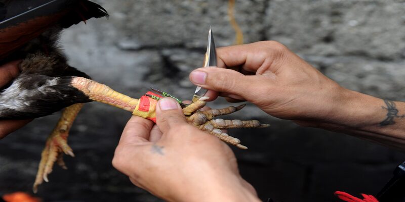 Cách thức để tham gia đá gà cựa sắt 90OK